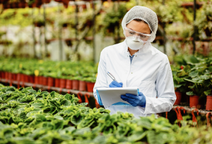 Normas/ Sistemas de gestão da segurança do alimento: ISO 22000,FSSC 22000, IFS Food, dentre outras