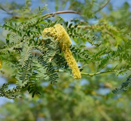 Algaroba do semiárido brasileiro: quais frações da Prosopis juliflora são mais promissoras para bioetanol 2G?
