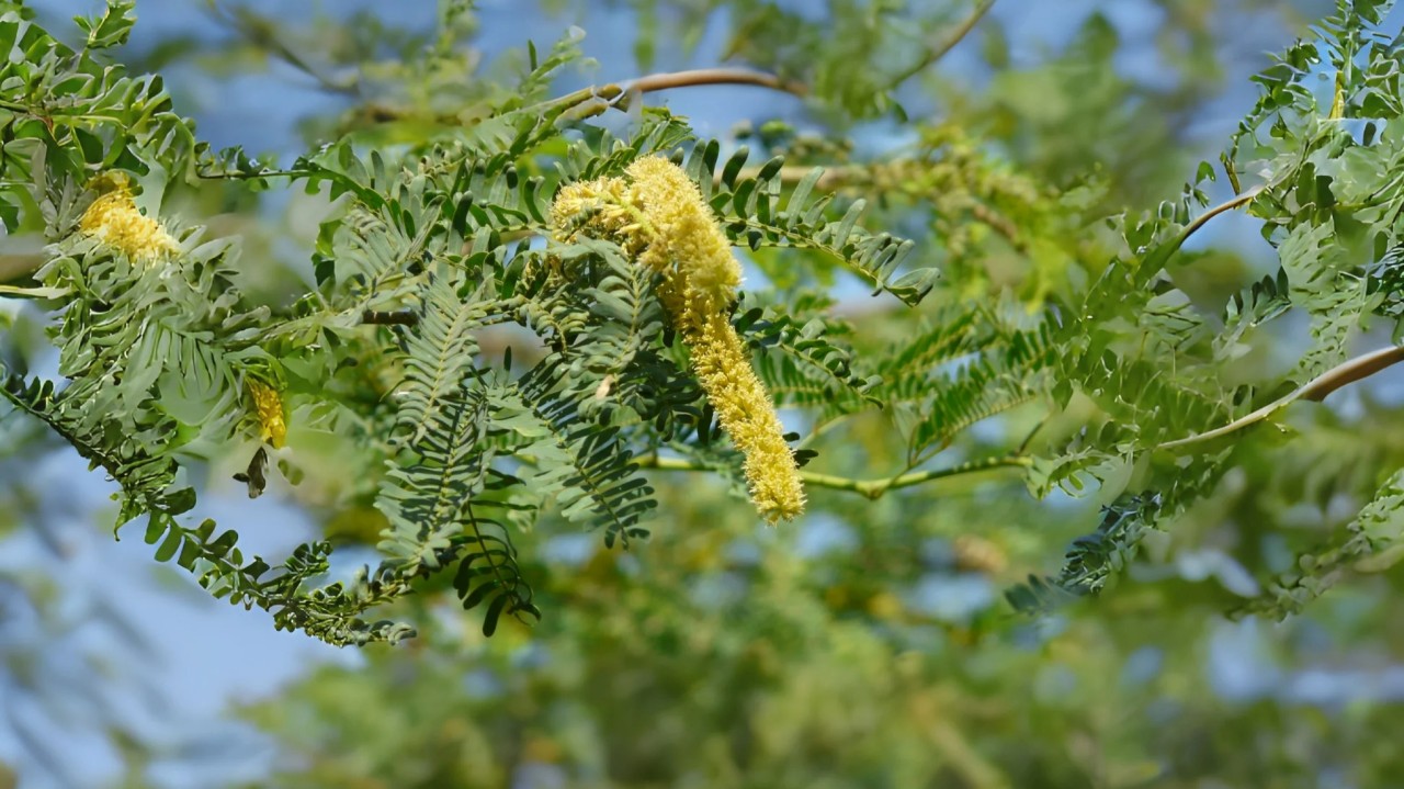 Algaroba do semiárido brasileiro: quais frações da Prosopis juliflora são mais promissoras para bioetanol 2G?